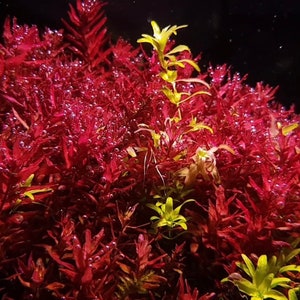 3 stems rotala butterfly mini live aquarium plants free s/h