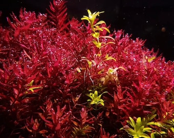 3 stems rotala butterfly mini live aquarium plants free s/h