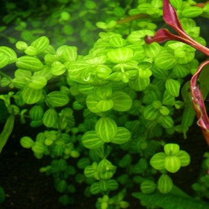 3 stems of Lindernia rotundafolia variegated! Live aquarium plants! Free s/h live aquatic plants!