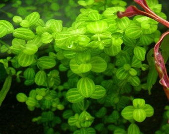 3 stems of Lindernia rotundafolia variegated! Live aquarium plants! Free s/h live aquatic plants!