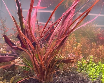 1 Tiger spirals crypt plant! Live aquarium plants! Free s/h live aquatic plants! Extremely rare!