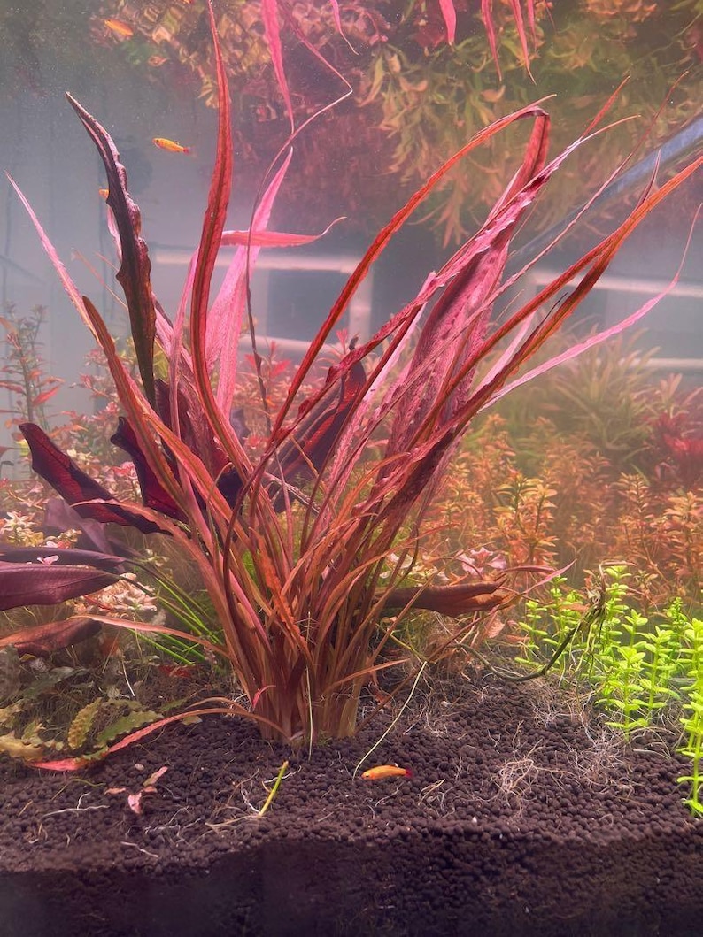 May include: A close-up of a vibrant red aquatic plant with long, thin leaves growing in a fish tank. The plant is surrounded by a dark brown substrate.