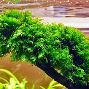 May include: A close-up of a vibrant green moss plant growing on a branch in an aquarium. The moss is lush and healthy, with a soft, feathery texture.