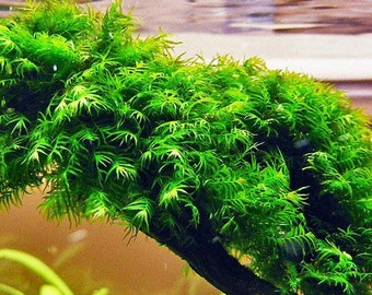1x1 inch fissiden fox moss!!! Live aquarium plants!!! Free s/h!!! Live aquatic plants!!! Great for shrimp tanks!