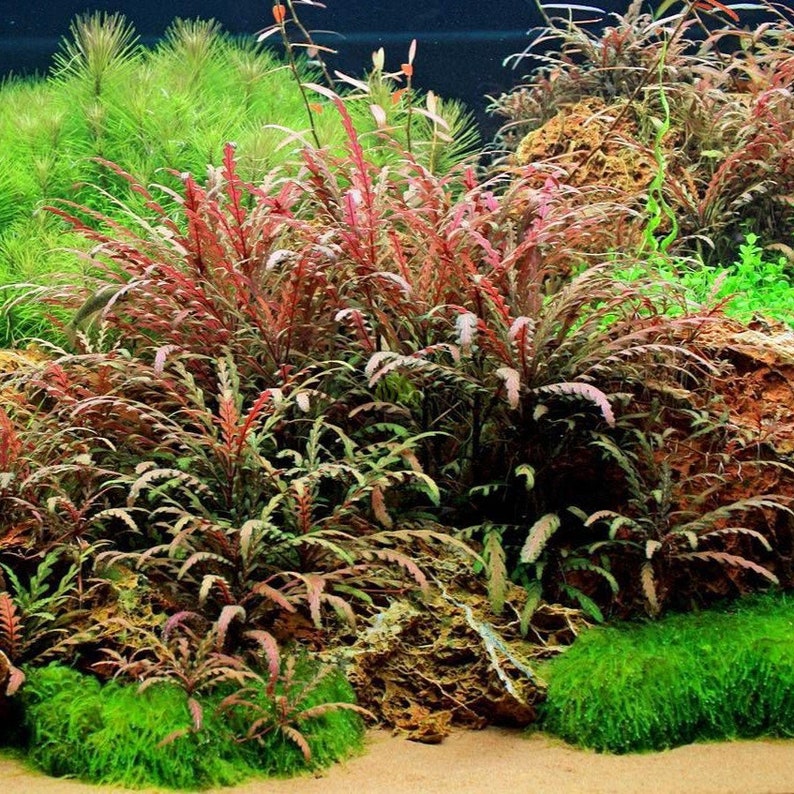 3 tiges d'hygrophila pinnatifida Plantes d'aquarium vivantes Livraison gratuite Plantes aquatiques vivantes image 1