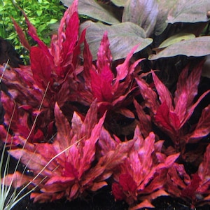 3 Alternanthera reineckii varigated Plants Rare Live Aquarium Plants Free S/H Live AqUatic Plants Rare image 1