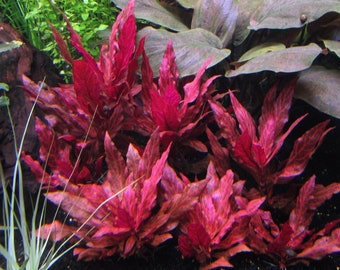 3 Alternanthera reineckii varigated Plants Rare!!!! Live Aquarium Plants Free S/H Live AqUatic Plants Rare!!!