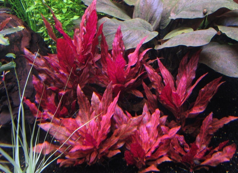 3 Alternanthera reineckii varigated Plants Rare Live Aquarium Plants Free S/H Live AqUatic Plants Rare image 1