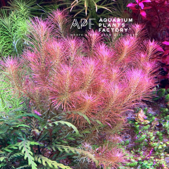 3 Stems Rotala Wallichii Live Aquarium Plants Free S/H Beautiful ...