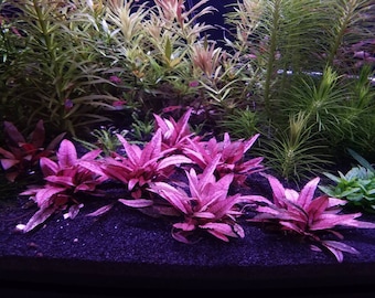 1 pink flamingo crypt plant! Live aquarium plants! Free s/h live aquatic plants! Extremely rare!