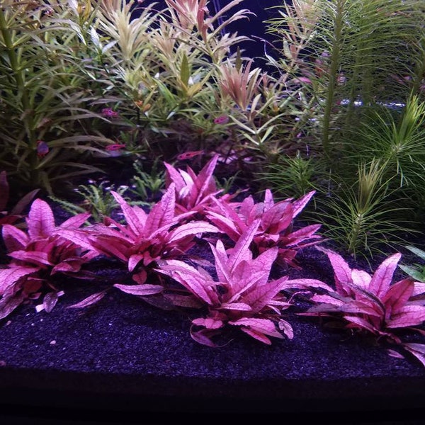 1 pink flamingo crypt plant! Live aquarium plants! Free s/h live aquatic plants! Extremely rare!
