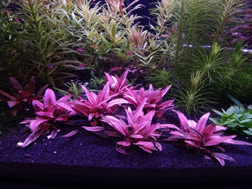 1 Pink Flamingo Crypt Plant Live Aquarium Plants Free S/h Etsy