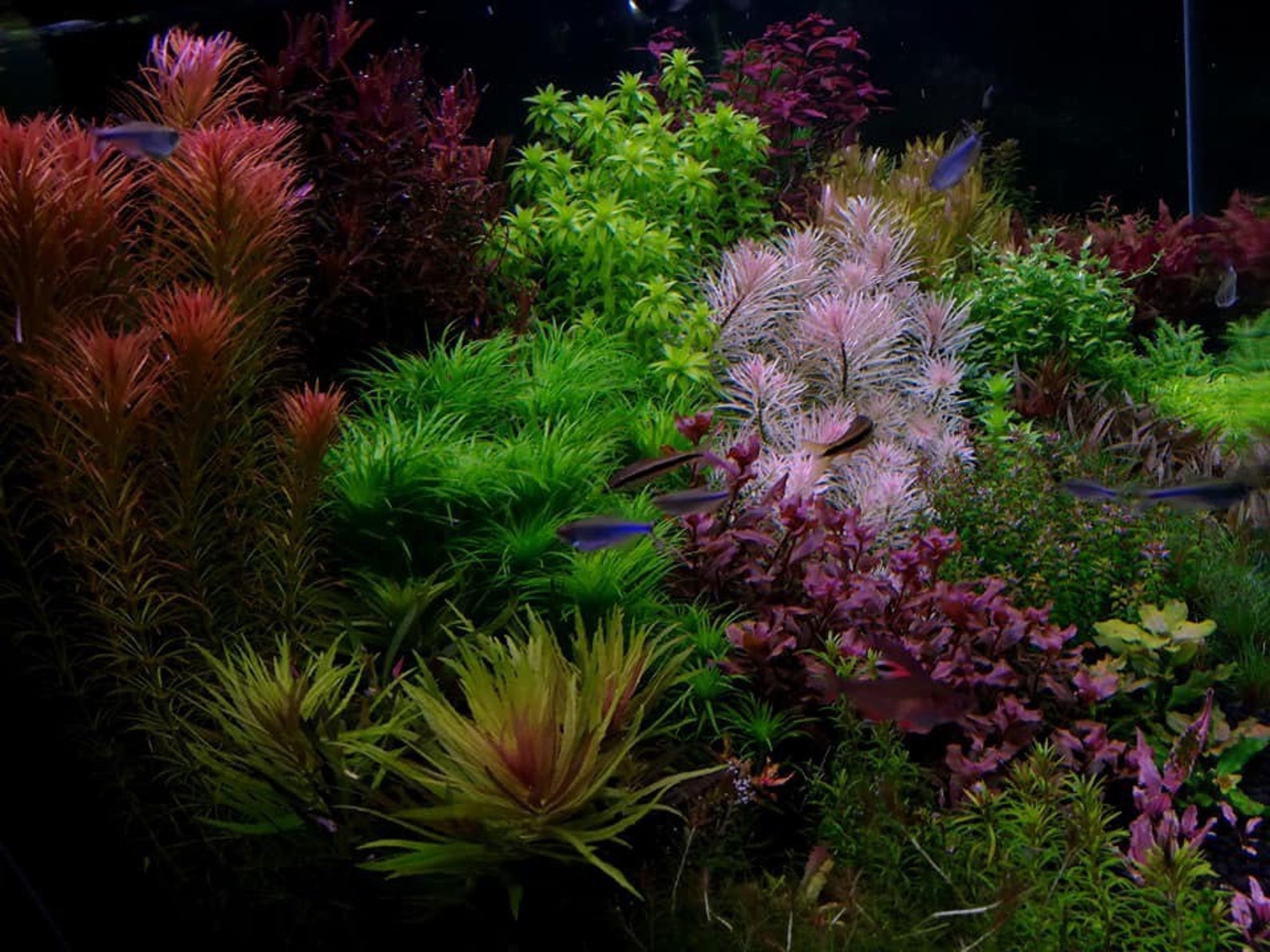 9 Species 45 Assorted Stems Live Aquarium Plants Package