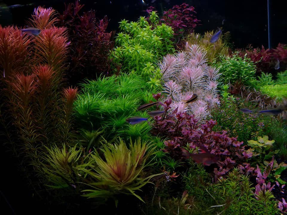 Rare Live Aquatic Plants Collection from Aquarium Plants Factory®