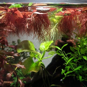 May include: A close-up of a planted aquarium with a variety of green and red plants. The red plants are growing above the waterline and have long, thin roots.