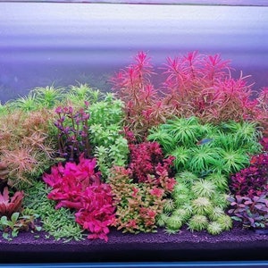 May include: A planted aquarium tank with a variety of green and red aquatic plants. The tank is filled with water and has a clear glass front.