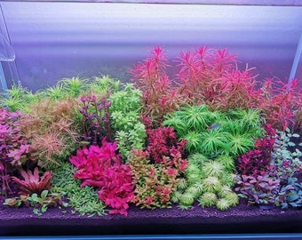 7 species 28 stems live aquarium plants package! Free s/h live aquatic plants! Colorful!