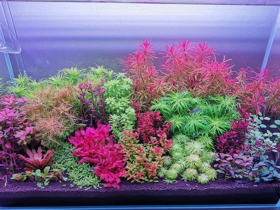 7 species 28 stems live aquarium plants package! Free s/h live aquatic  plants! Colorful!