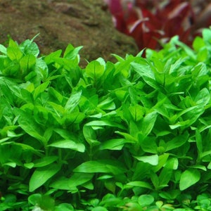 3 stems staurogyne repens! Live aquarium plants! Free s/h! Live aquatic plants!