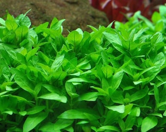 3 stems staurogyne repens! Live aquarium plants! Free s/h! Live aquatic plants!