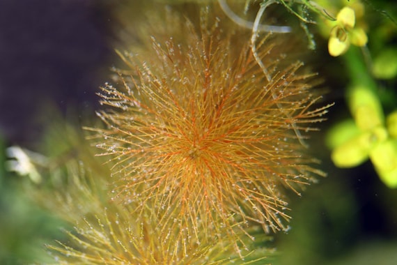 Najas Roraima