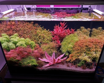 10 species 30 stems assorted live aquarium plants! Colorful! Aquatic plants free S/H