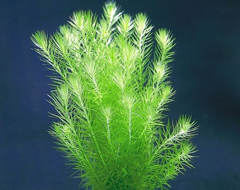 3 stems mayaca fluviatilis live aquarium plant free s/h aquatic plants