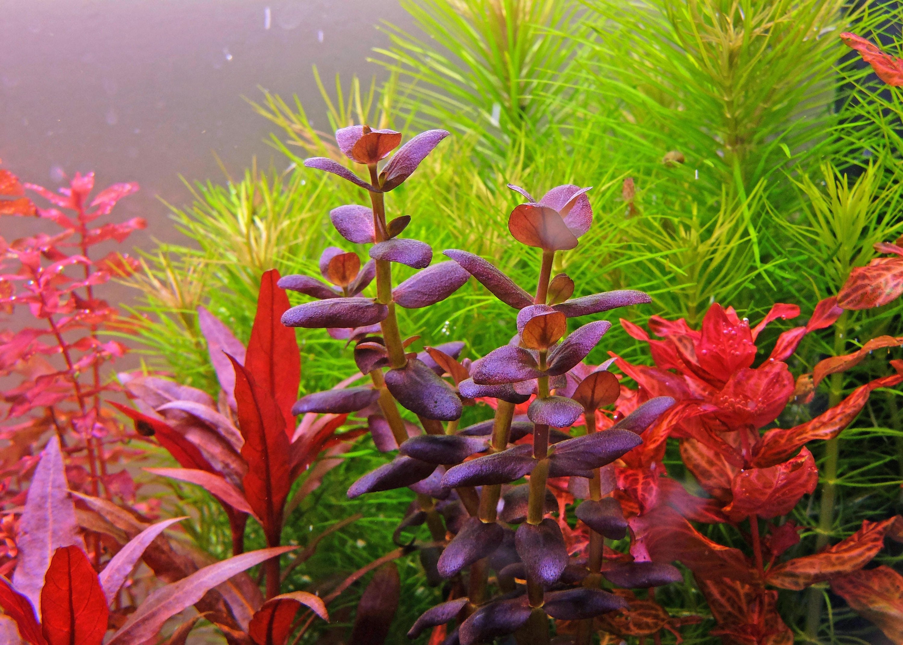 3 Stems Bacopa Salzmanni Purple Live Aquarium Plants Free S h Live Aquatic Plants Etsy