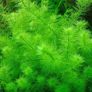 3 tallos myrio guyana mini plantas acuáticas vivas gratis s/h plantas de acuario vivas imagen 5