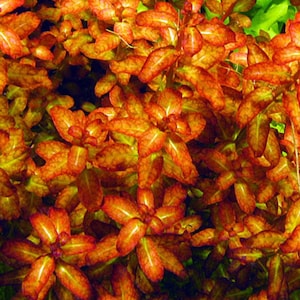 May include: A close-up of a vibrant orange and red aquatic plant with delicate, textured leaves. The plant is commonly used in aquariums and terrariums.