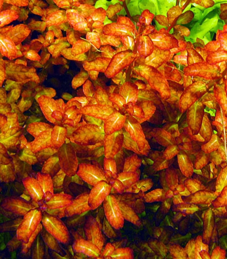 May include: A close-up of a vibrant orange and red aquatic plant with delicate, textured leaves. The plant is commonly used in aquariums and terrariums.