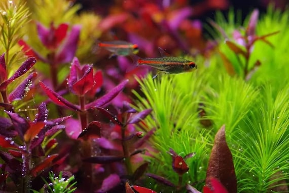 Anubias Nana Golden - Aquariumplanten - Aquascape