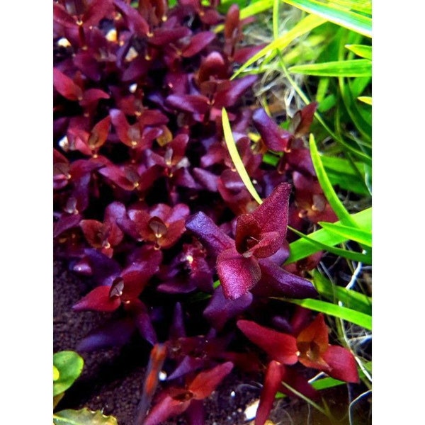3 stems bacopa salzmanni purple! Live aquarium plants! Free s/h!! Live aquatic plants!