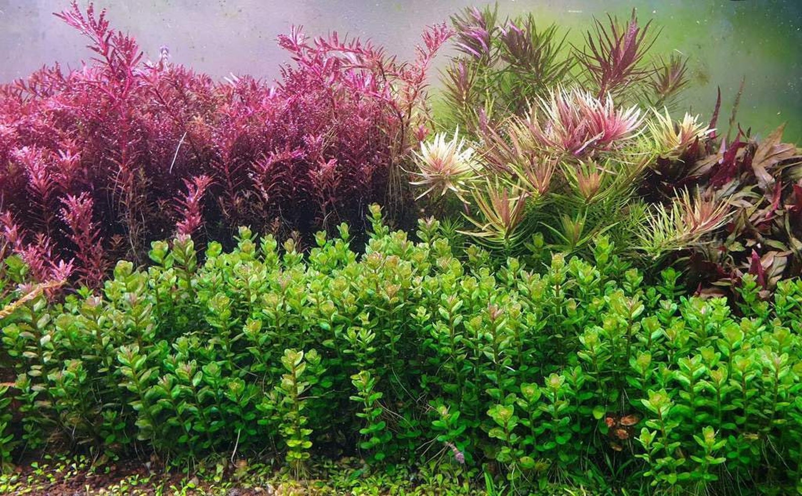 19 Species 36 Stems Live Aquarium Plants Package Colorful Etsy
