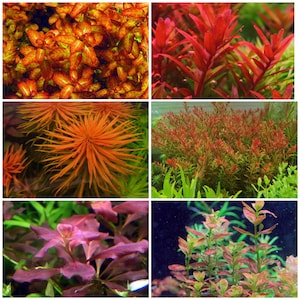 May include: A collage of six different types of red aquarium plants. The plants are arranged in a grid pattern. The plants are all different shades of red, from light pink to dark red. The plants are all in focus and the background is blurred.