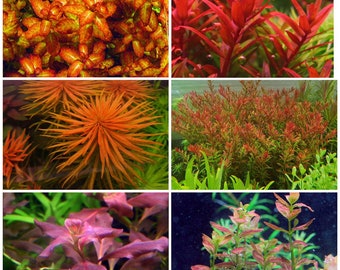 Live aquarium rare plants package 6 species free s/h live aquatic plants