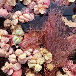May include: A close-up of a water tank with a variety of pink and green aquatic plants. The plants are floating on the surface of the water and some are submerged. The water is clear and the tank is lit from above.