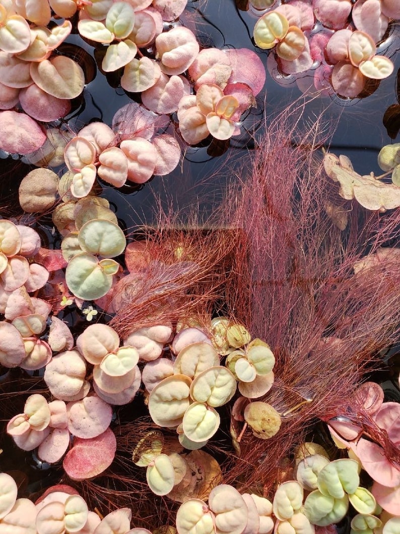 May include: A close-up of a water tank with a variety of pink and green aquatic plants. The plants are floating on the surface of the water and some are submerged. The water is clear and the tank is lit from above.
