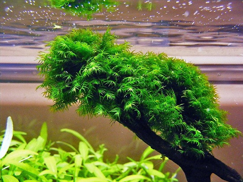 1X1 INCH Portion of Fissidens fontanus Moss Live Aquarium Plants free S/H LIve AQuatic PLants RAre Phoenix moss image 2