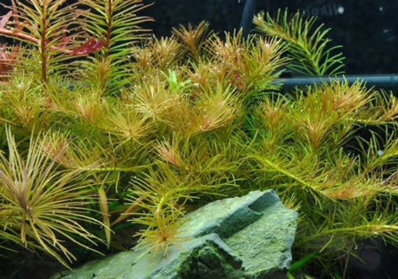 3 stems rotala nanjenshan live aquarium plants free s/h aquatic plants image 2