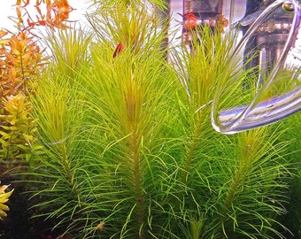 3 stems pogostemon erectus! Live aquarium plants! Free s/h live aquatic plants!