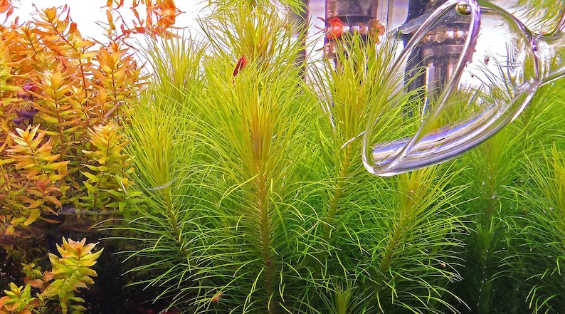 3 stems pogostemon erectus Live aquarium free shipping plants Bargain sale live Free s h