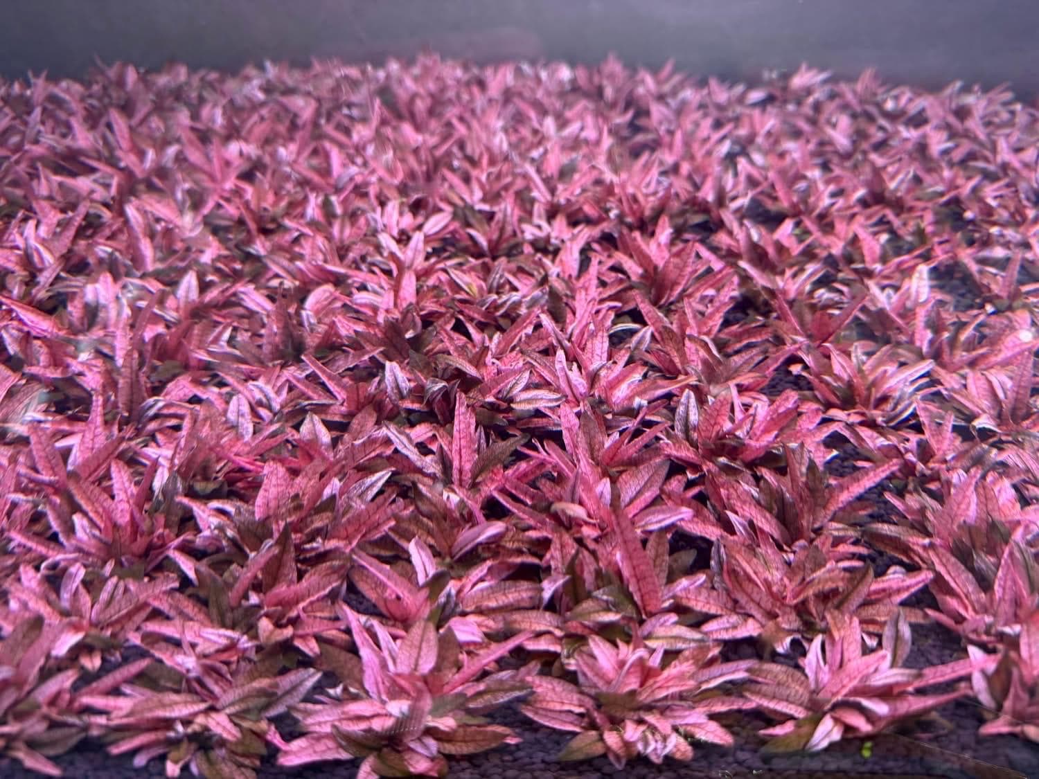 1 Pink Flamingo Crypt Plant! Live Aquarium Plants! Free S/h Live