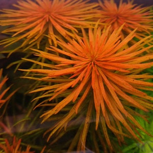 May include: Close-up of a vibrant orange aquatic plant with long, thin leaves. The plant is a popular choice for aquariums and adds a splash of colour to any underwater landscape.