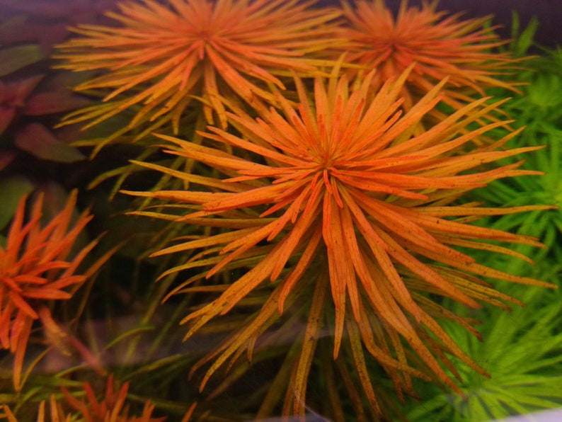 May include: Close-up of a vibrant orange aquatic plant with long, thin leaves. The plant is a popular choice for aquariums and adds a splash of colour to any underwater landscape.