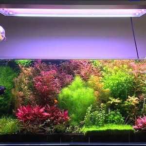 May include: A planted aquarium with a variety of green and red plants, including a red plant in the foreground. The aquarium is lit by a fluorescent light fixture.