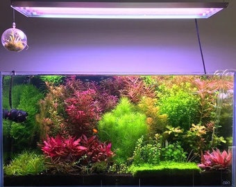7 species 21 stems live aquarium plants! Free s/h live aquatic plants! Nice assortment and colors!