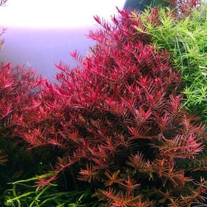 6 species rotala mix 50 stems live aquarium plants free s/h live aquatic plants COLORFUL image 3
