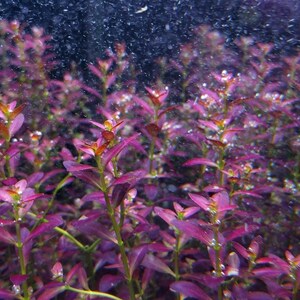 3 stems  rotala  ramosior florida! Live aquarium plants! Extremely rare! Free s/h! Live aquatic plants! Purple!!