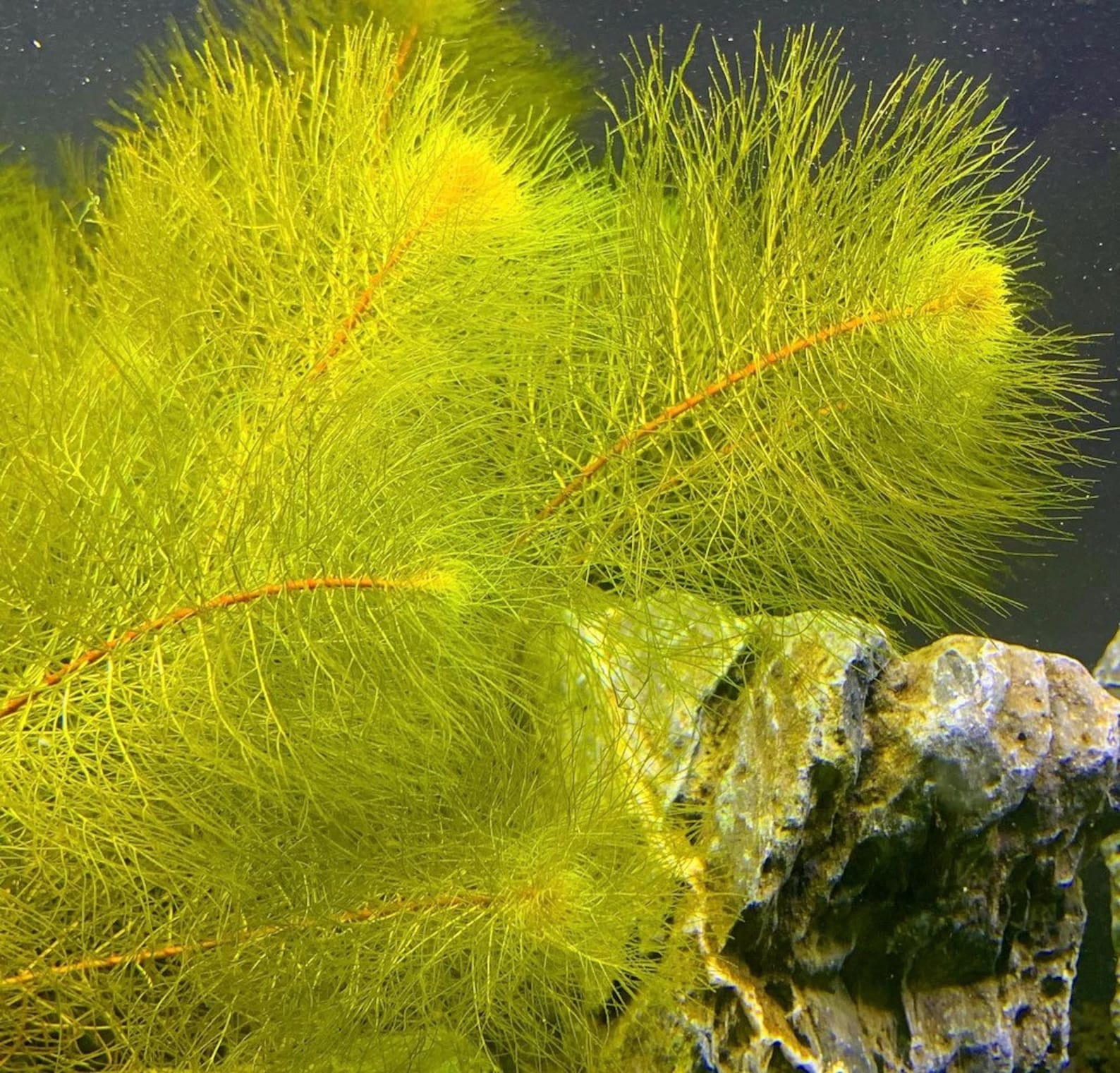 3 Stems Red Myrio Foxtail Live Aquarium Plants Free S/h Etsy